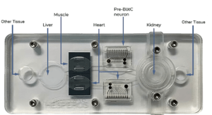 Example 5-organ platform to study neuromuscular junction diseases (such as ALS)