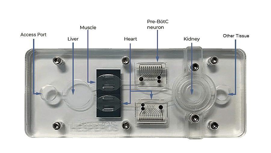 v3 HoaC (2) (1) (2) (1)